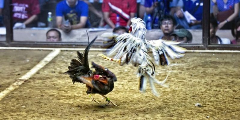 shbet ﻿đăng nhập lô đề uy tín