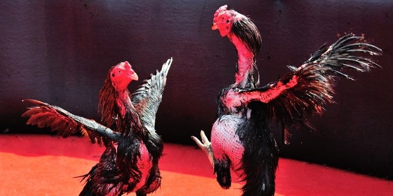 shbet bắn cá đổi thưởng